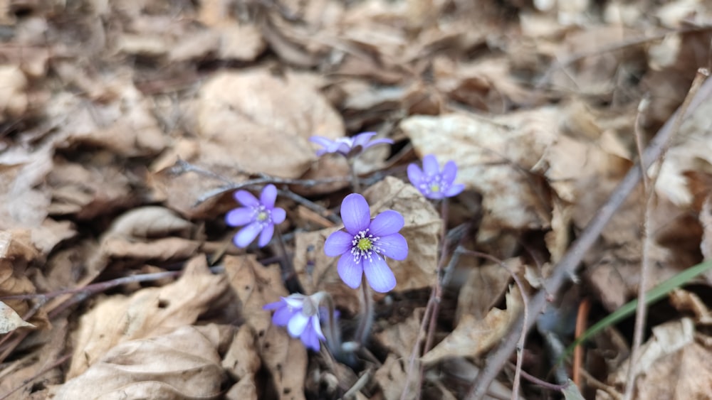 a group of purple flowers sitting on top of leaves