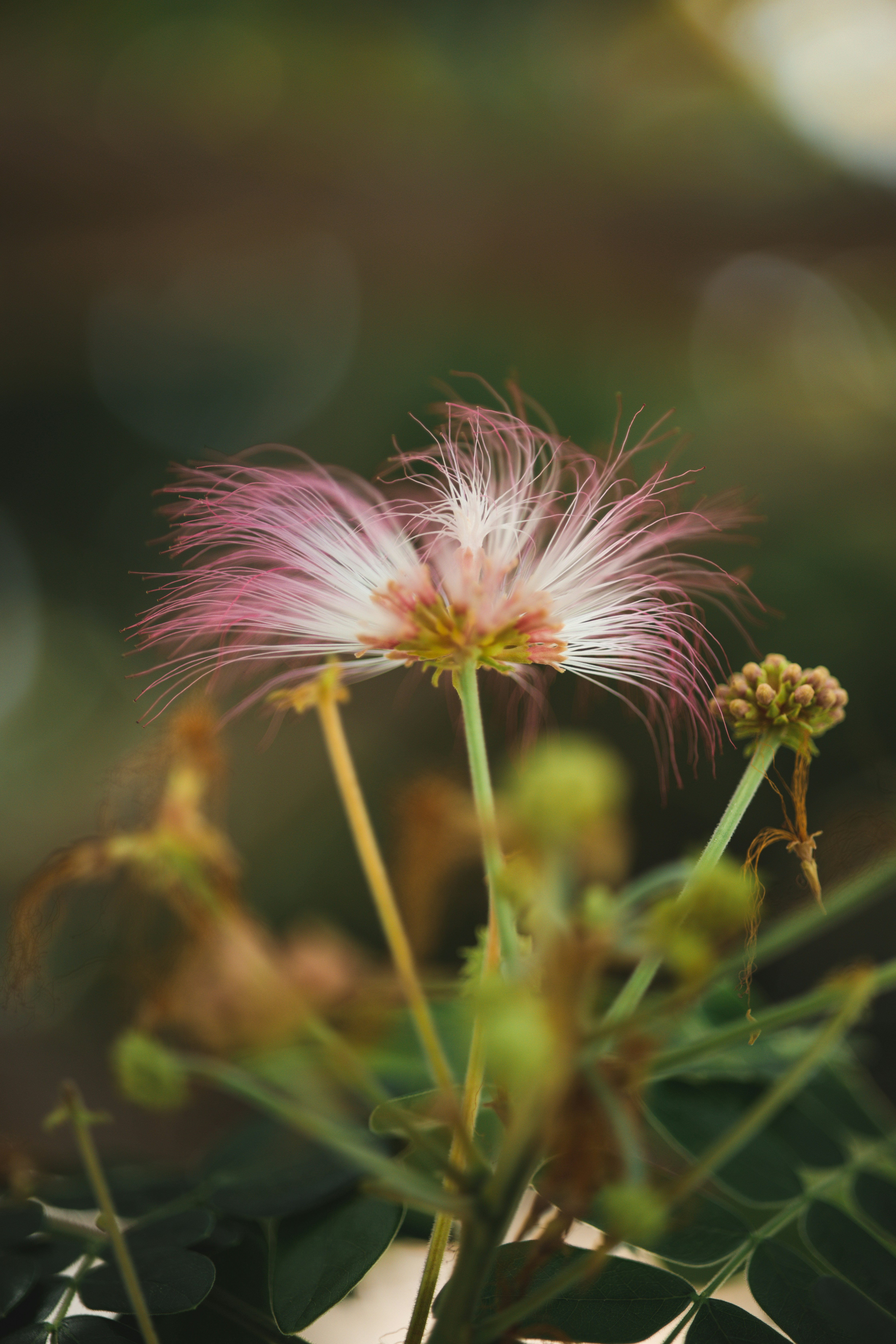 Photo by veecee_photography