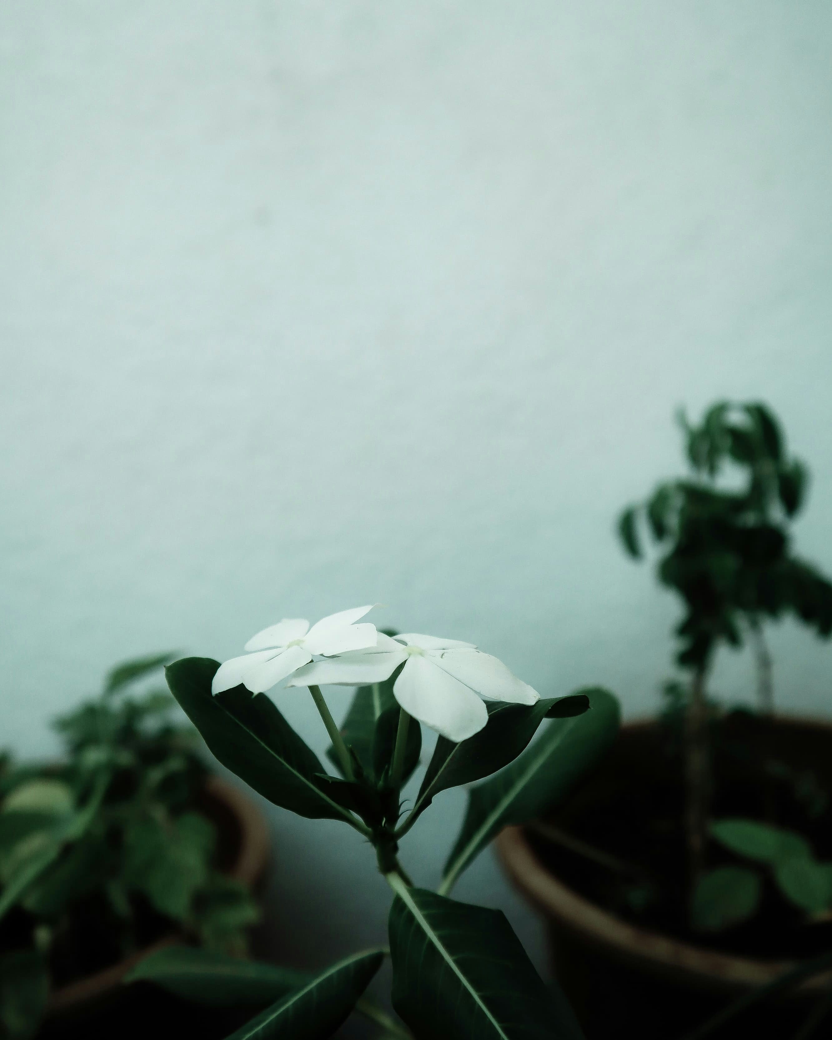 Photo by chiragveeru