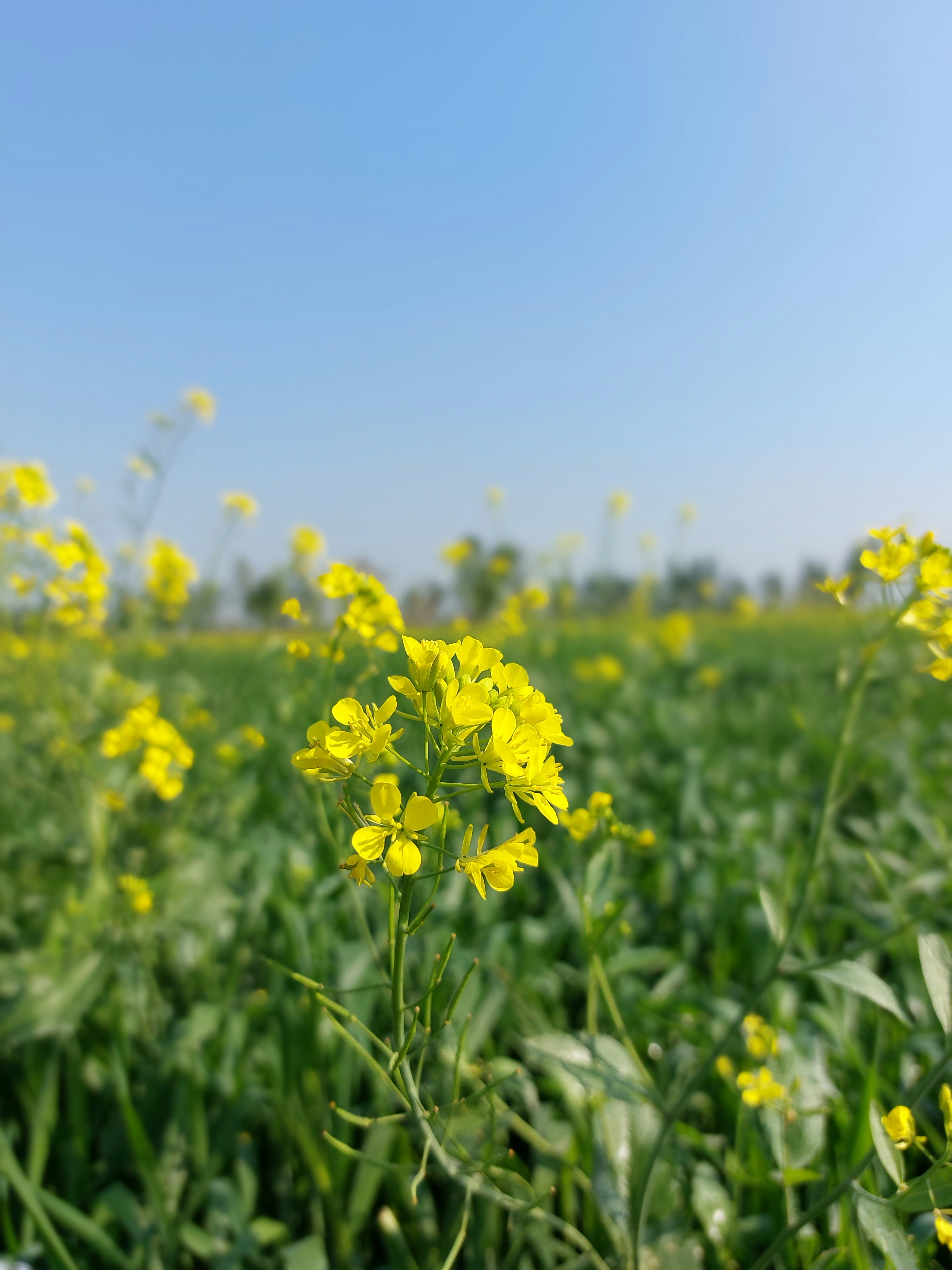 Photo by chiragveeru