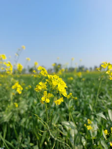 a field full of yellow flowers under a blue sky