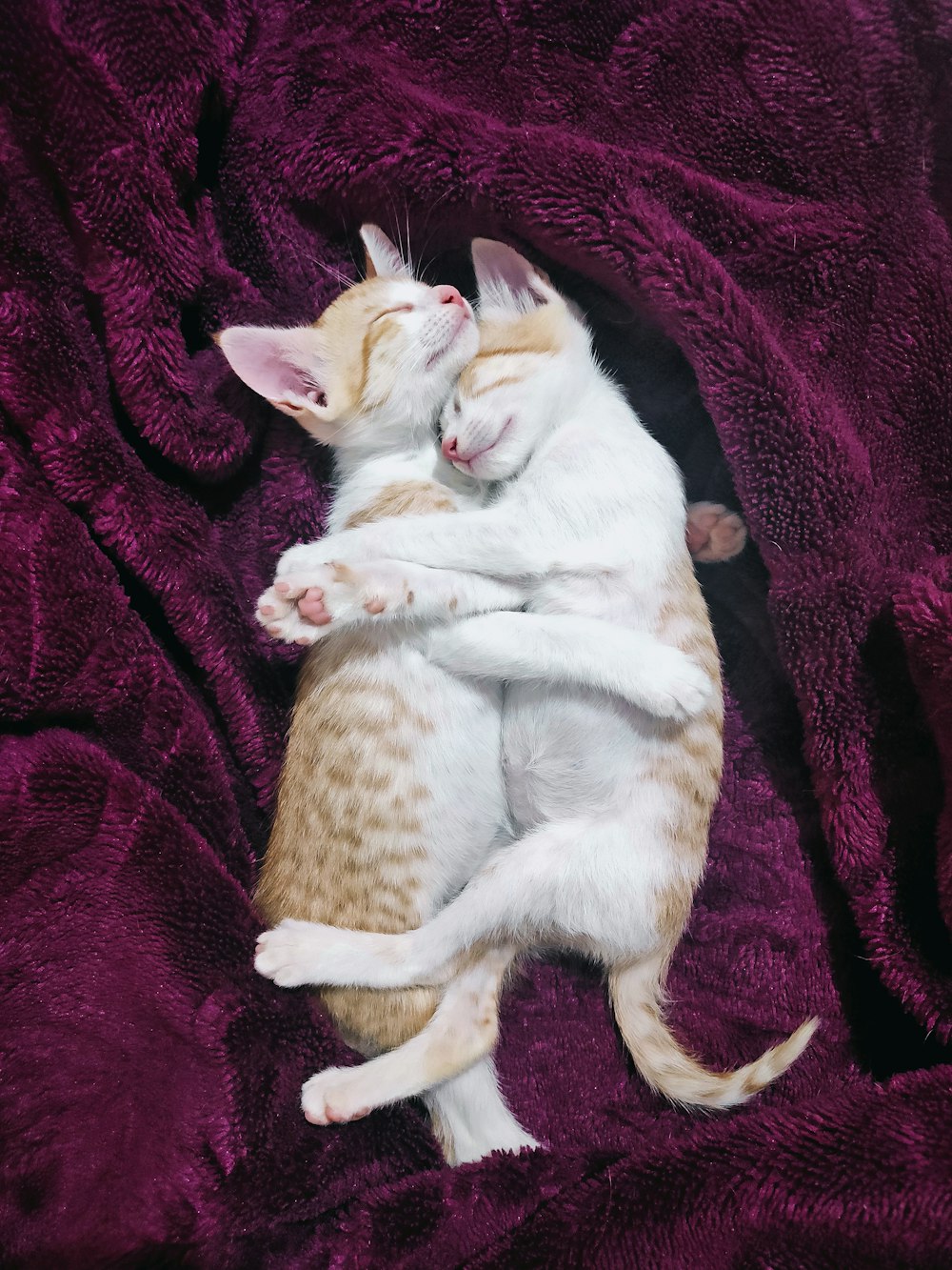 a couple of cats laying on top of a purple blanket