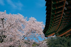 a beautiful view of a tree with pink flowers