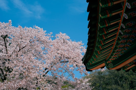 a beautiful view of a tree with pink flowers