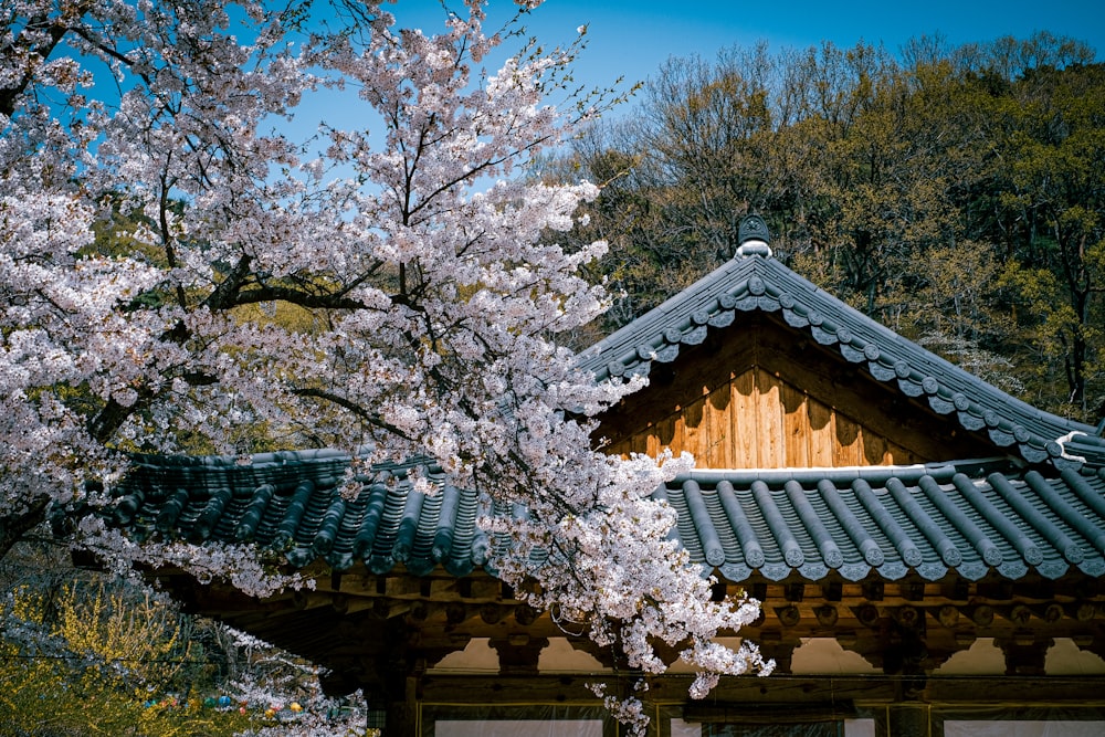 a tree with white flowers in front of a building