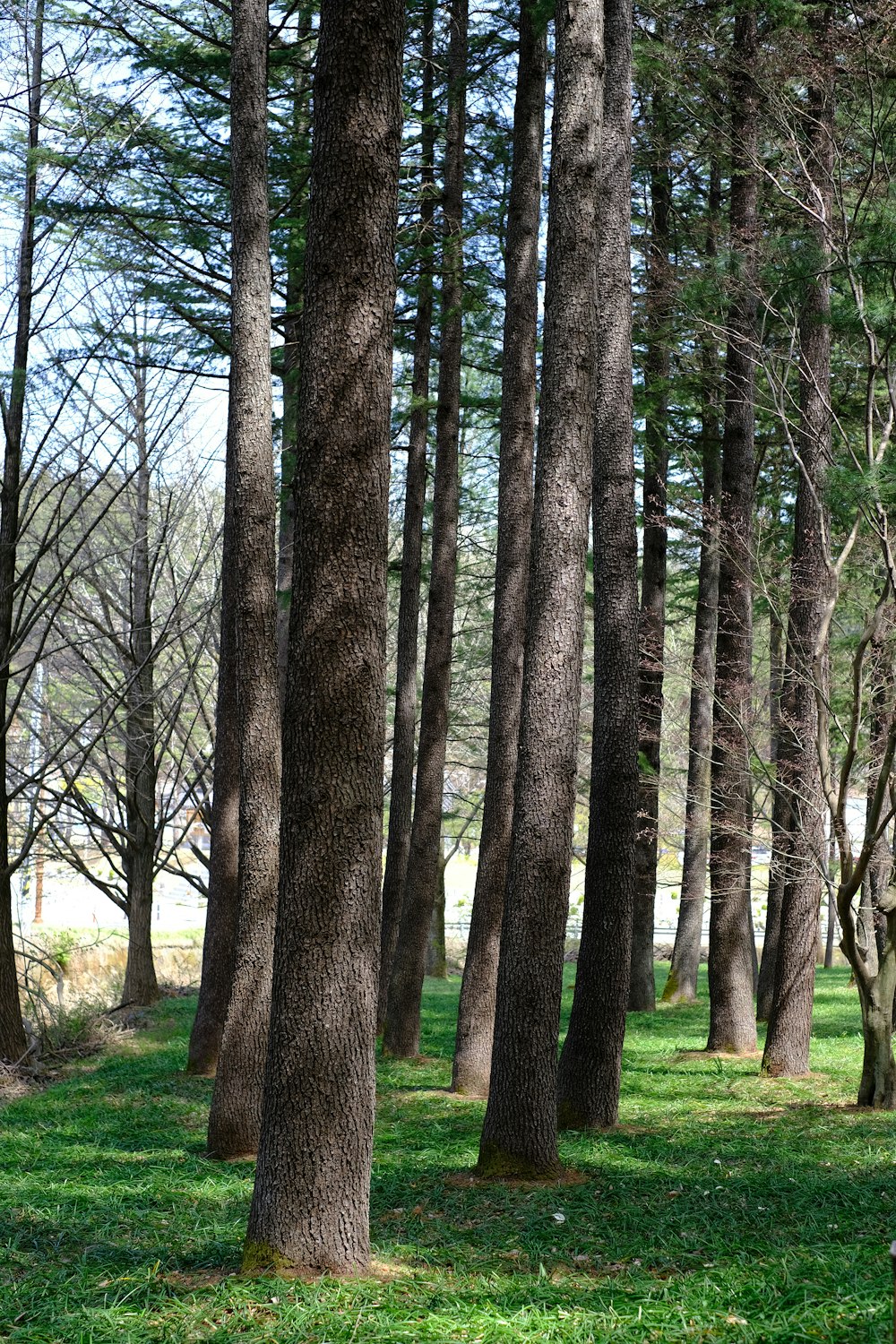 Un banco de parque sentado en medio de un bosque