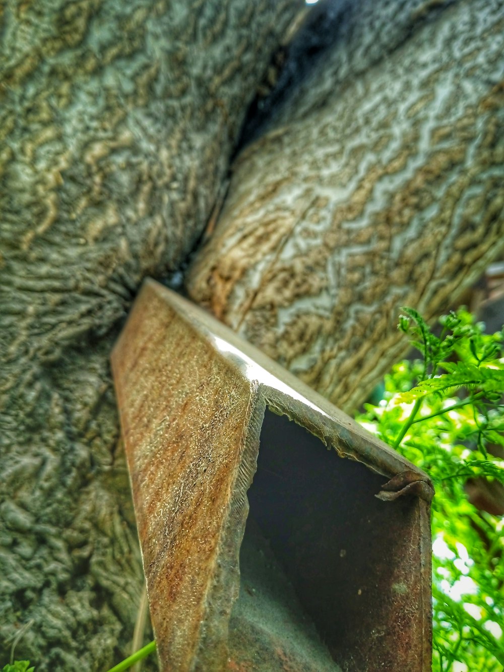 a close up of a tree with a broken window