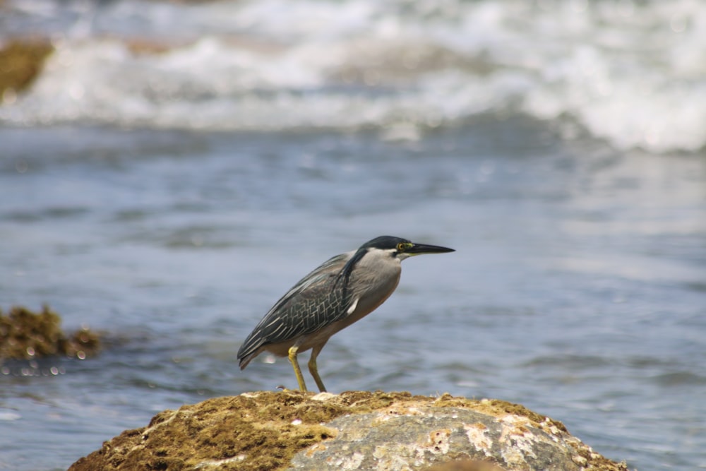 Ein Vogel, der auf einem Felsen in der Nähe des Ozeans steht