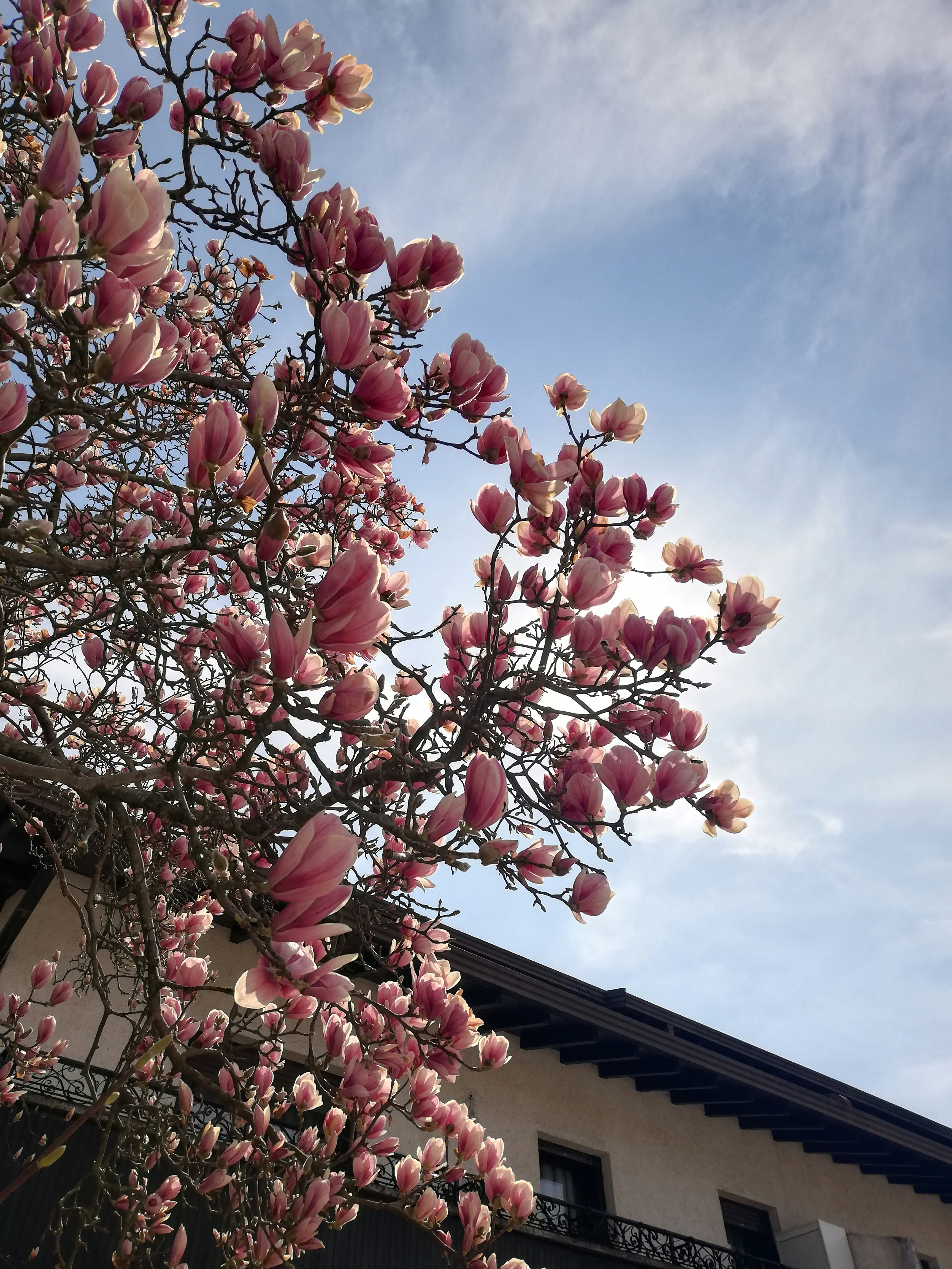 a tree with pink flowers in front of a building