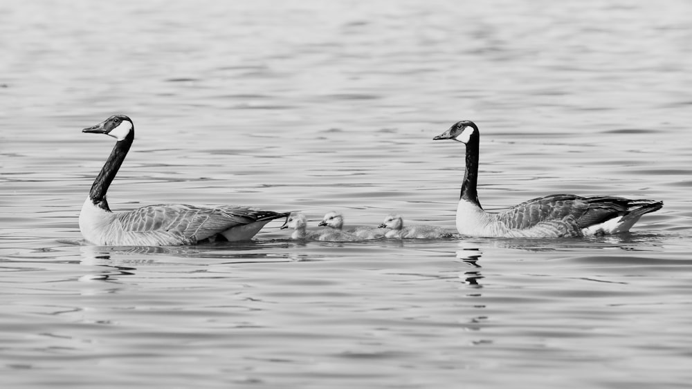 a black and white photo of three geese in the water