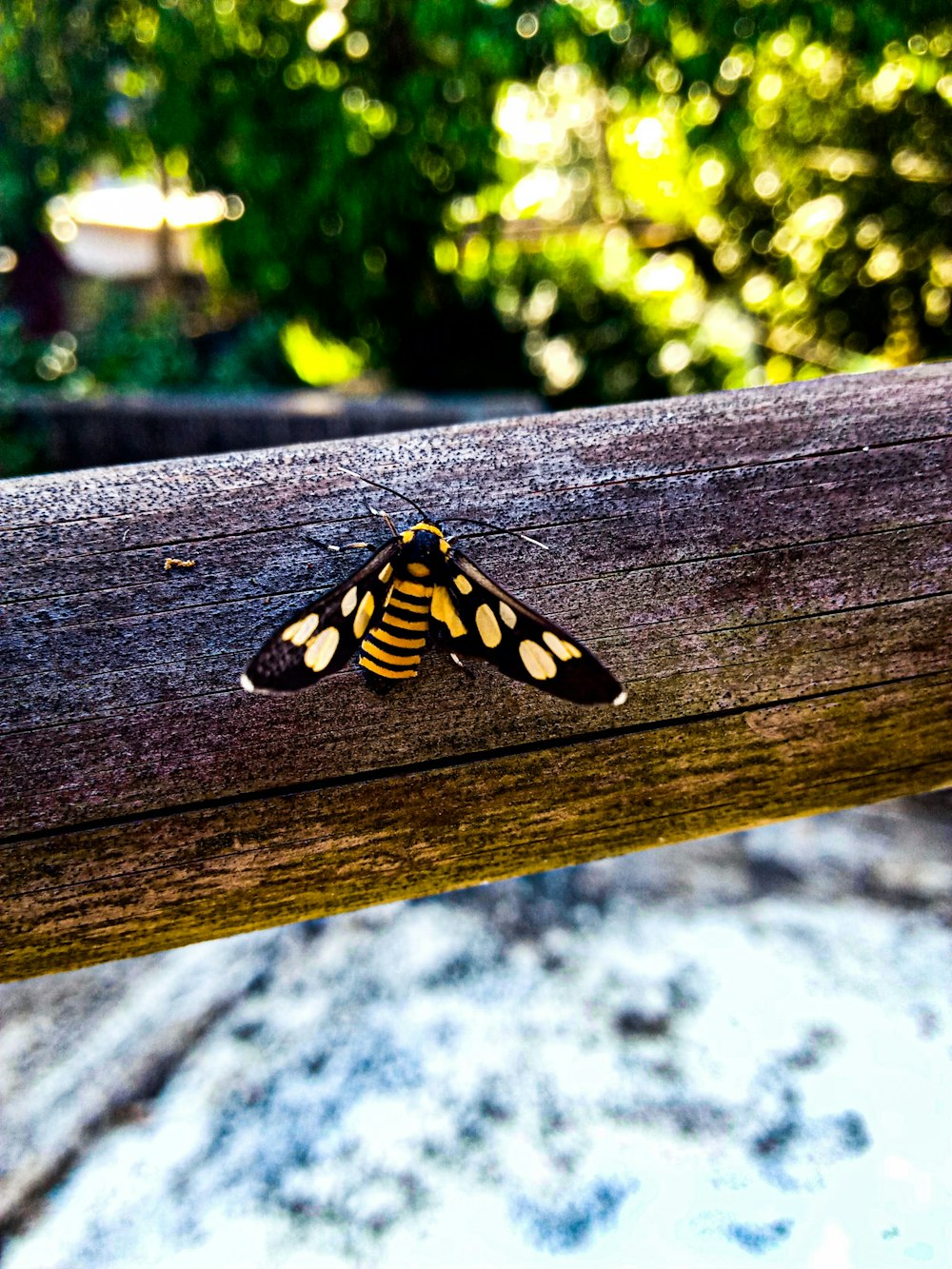 a yellow and black moth sitting on a wooden rail