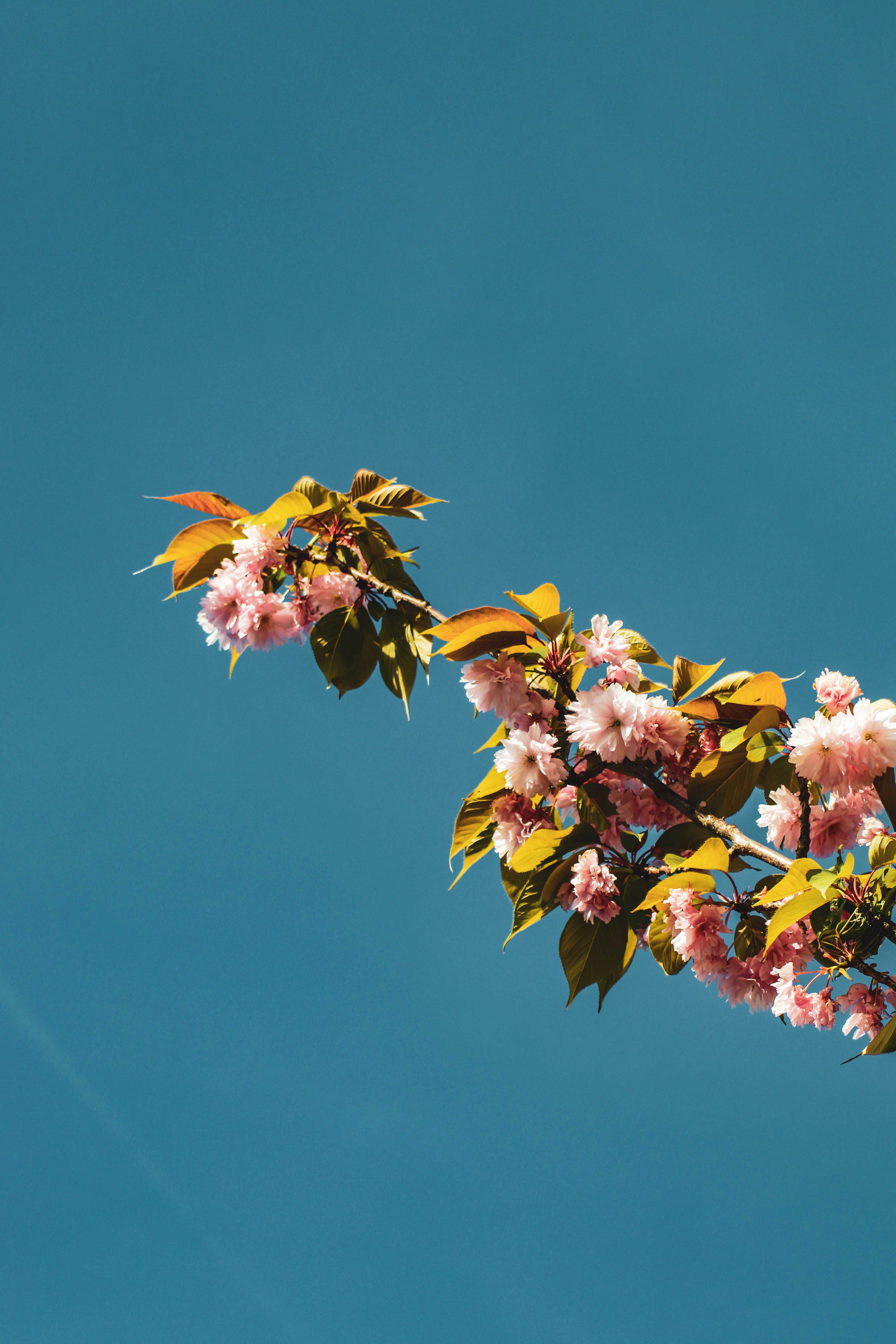 a branch with pink flowers against a blue sky