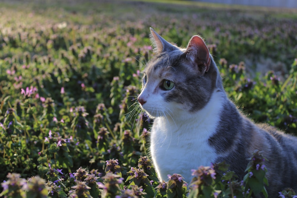 a gray and white cat sitting in a field of flowers