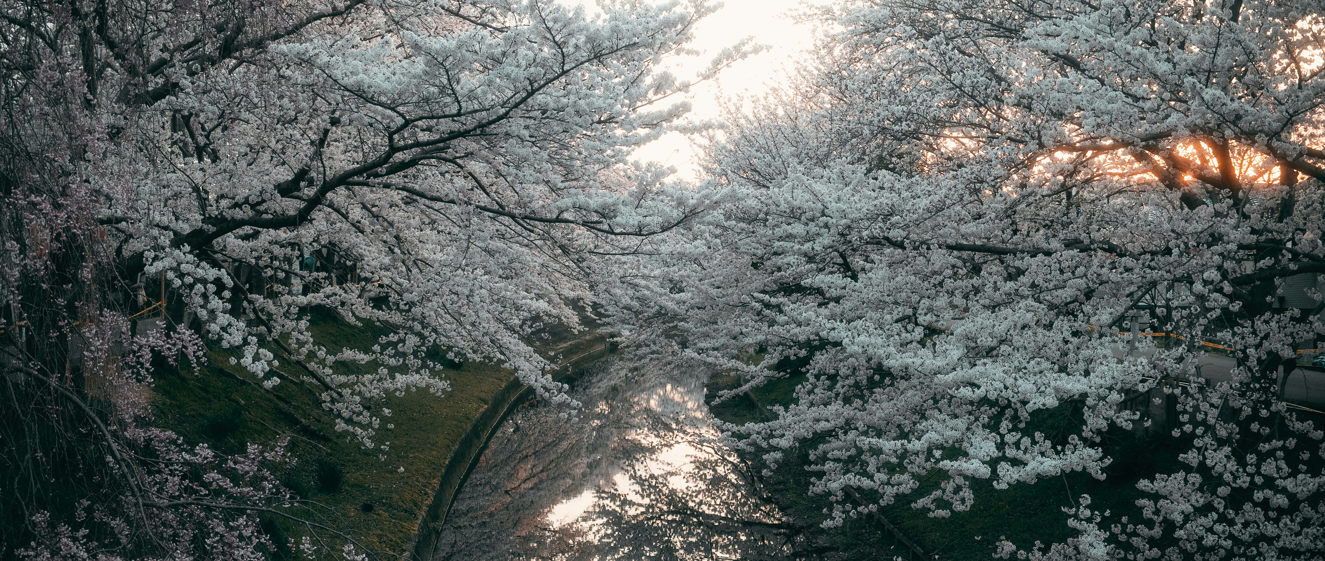 Easy Snowshoeing & Winter Hiking in Japan: Trails, Gear & Safety