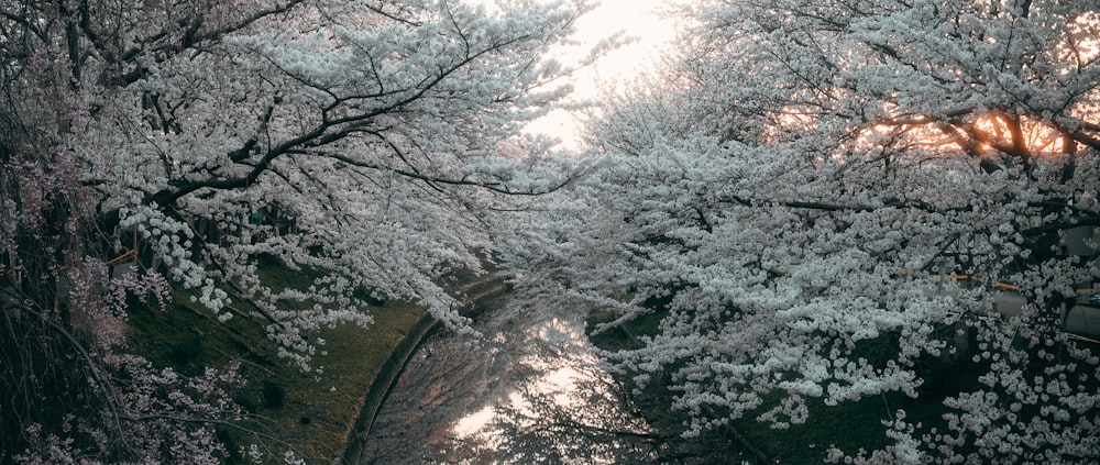 the sun shines through the trees over a river