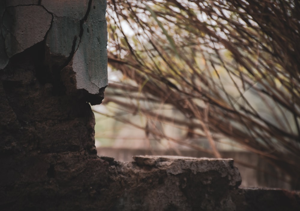 a bird is perched on a wall with a tree in the background