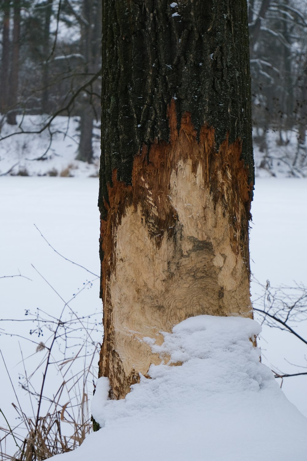 a tree that has been cut down in the snow