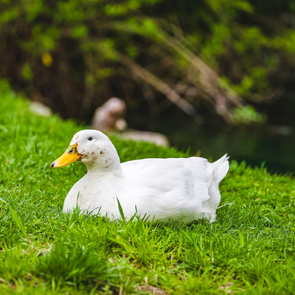 a white duck sitting on top of a lush green field