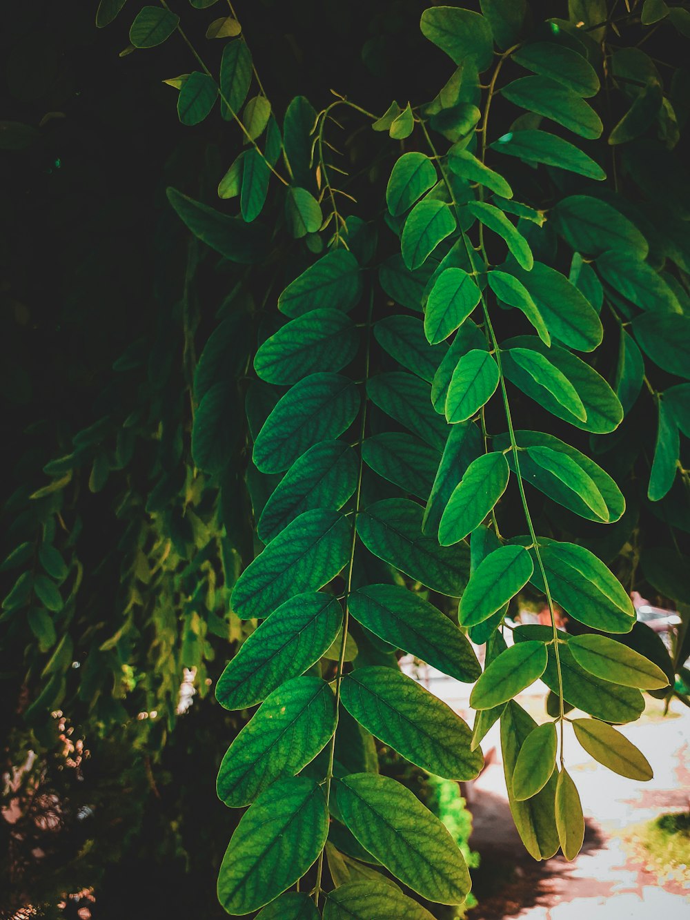 a close up of a green leafy plant