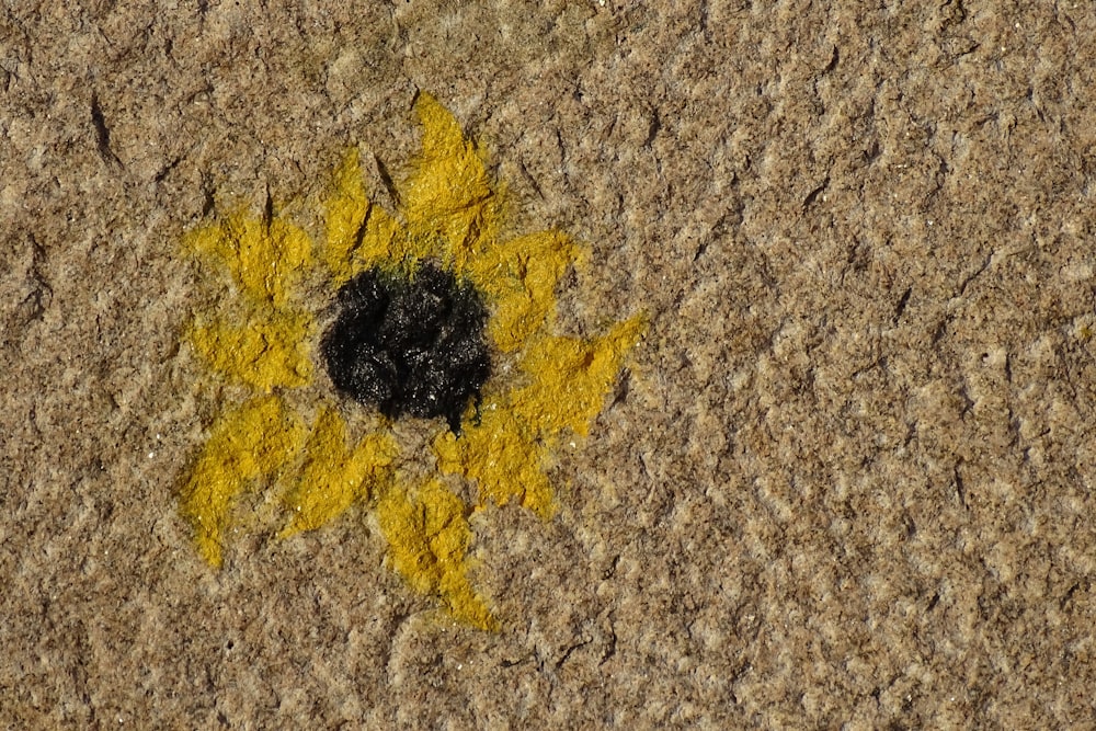 a yellow and black flower on the ground