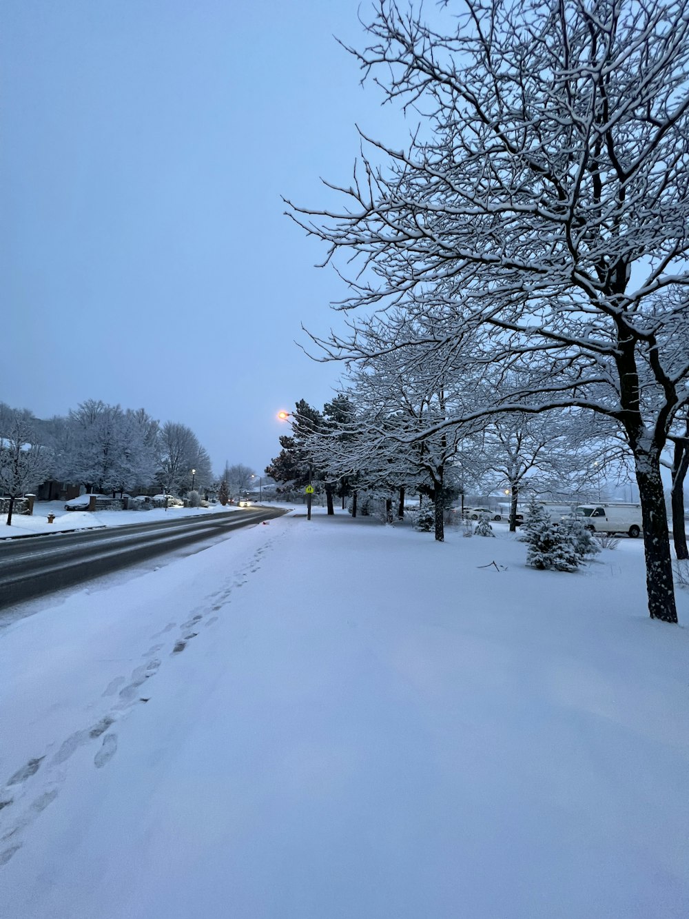 a snowy street lined with trees and a street light