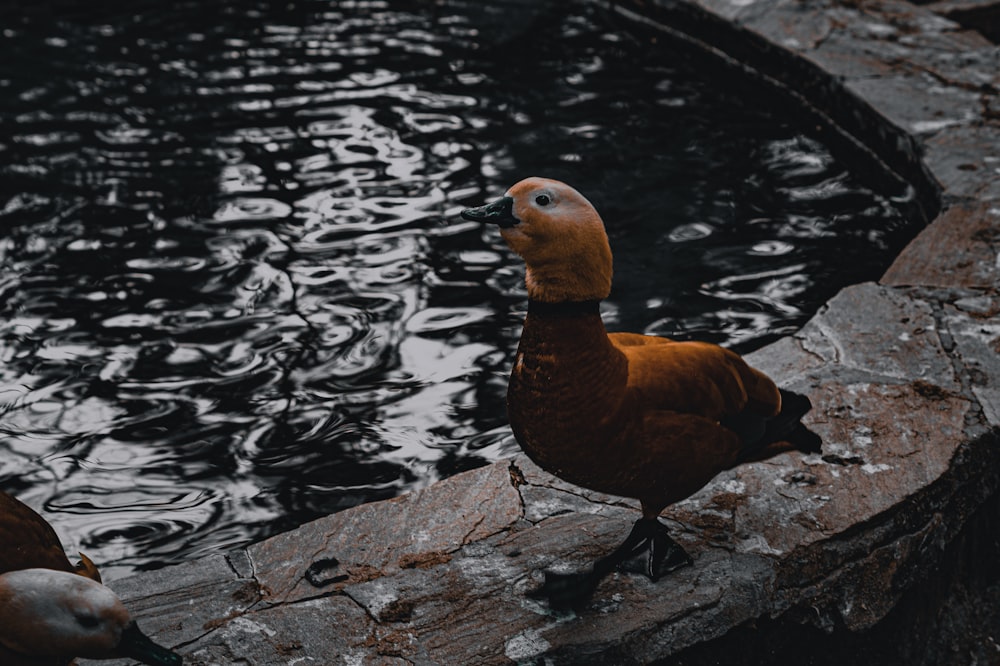 a couple of ducks that are standing in the water