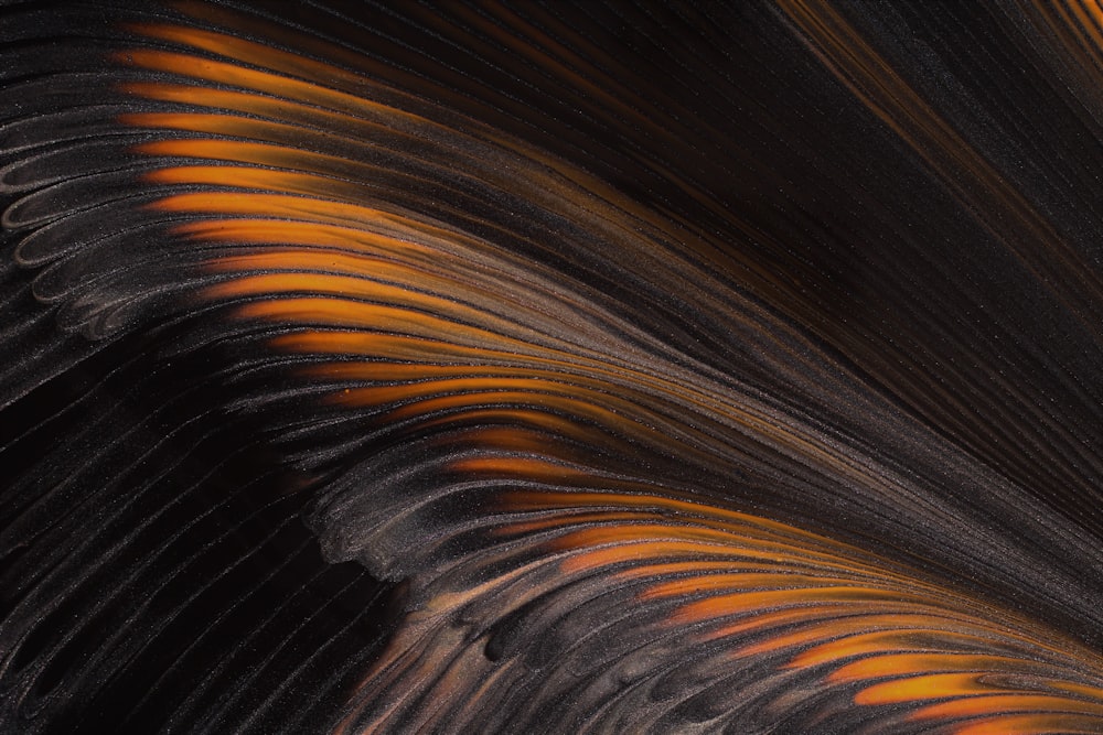 a close up of a bird's wing with orange and black feathers