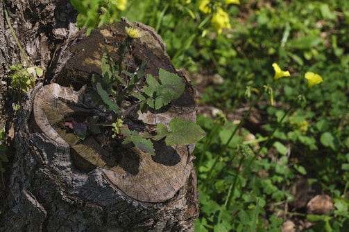 A young green plant grows from the center of an old tree stump, surrounded by vibrant green foliage and scattered yellow flowers. The texture of the bark and the growth of new life from the stump are prominent.