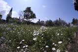 A peaceful scene of wildflowers blooming in a meadow under a clear blue sky.