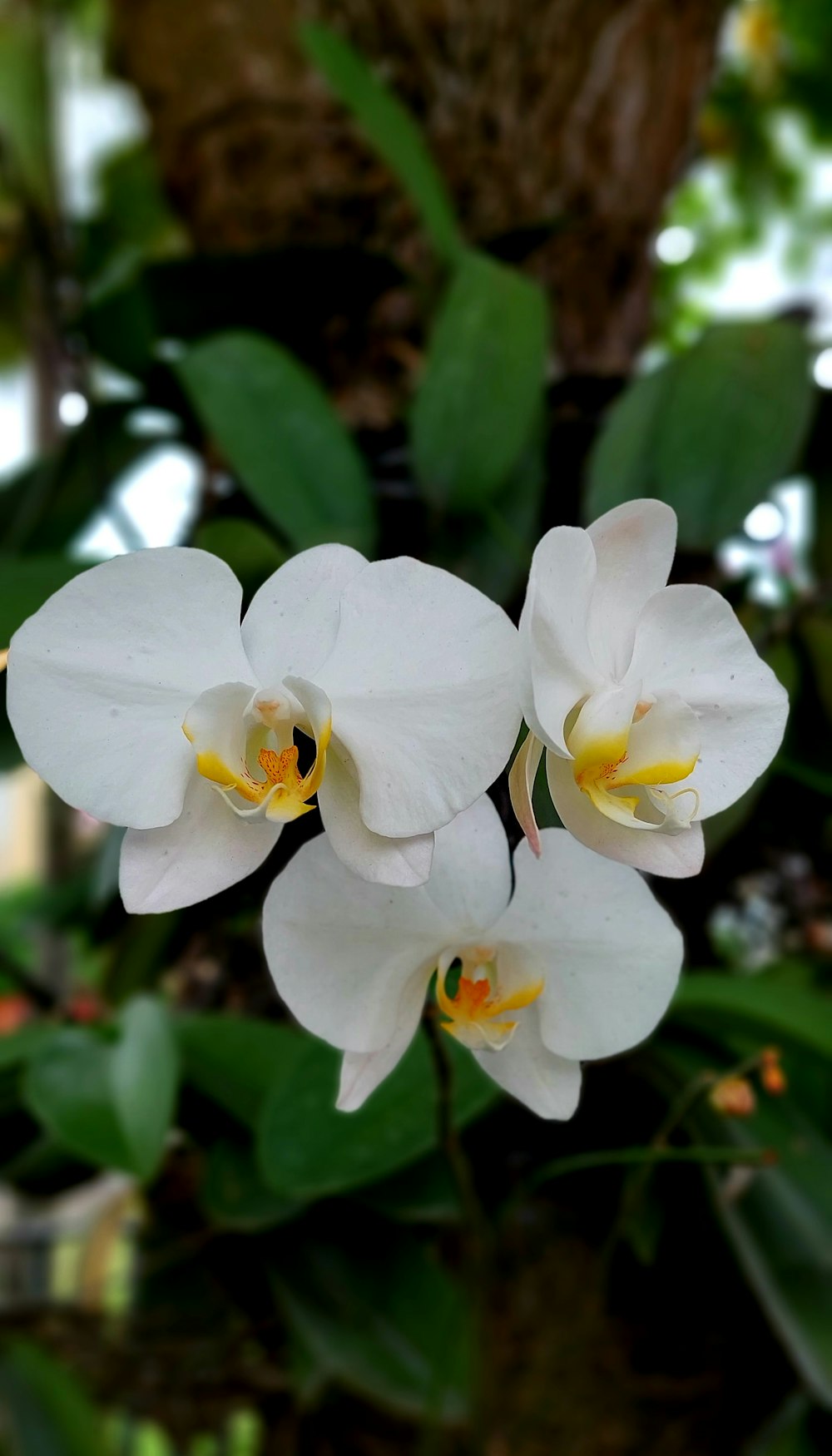 un gruppo di fiori bianchi con centri gialli