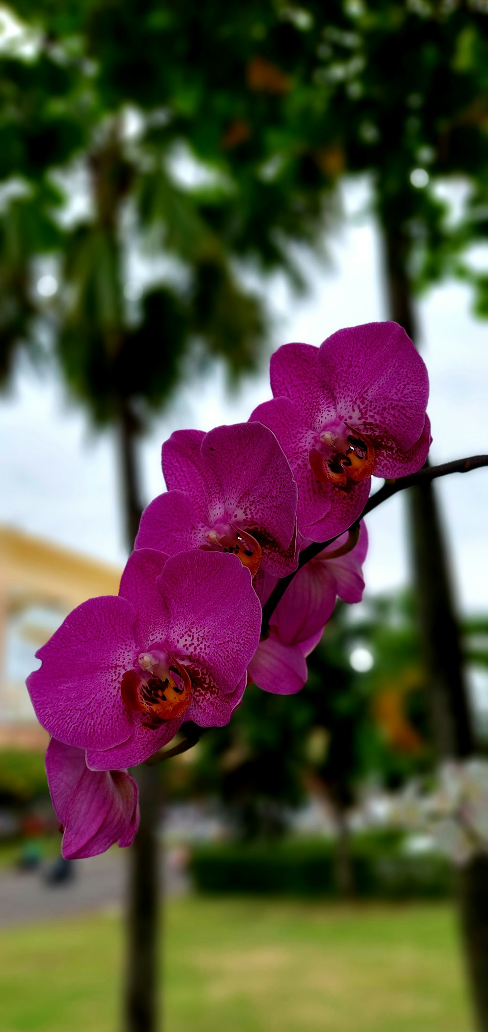 a branch with purple flowers in front of a building