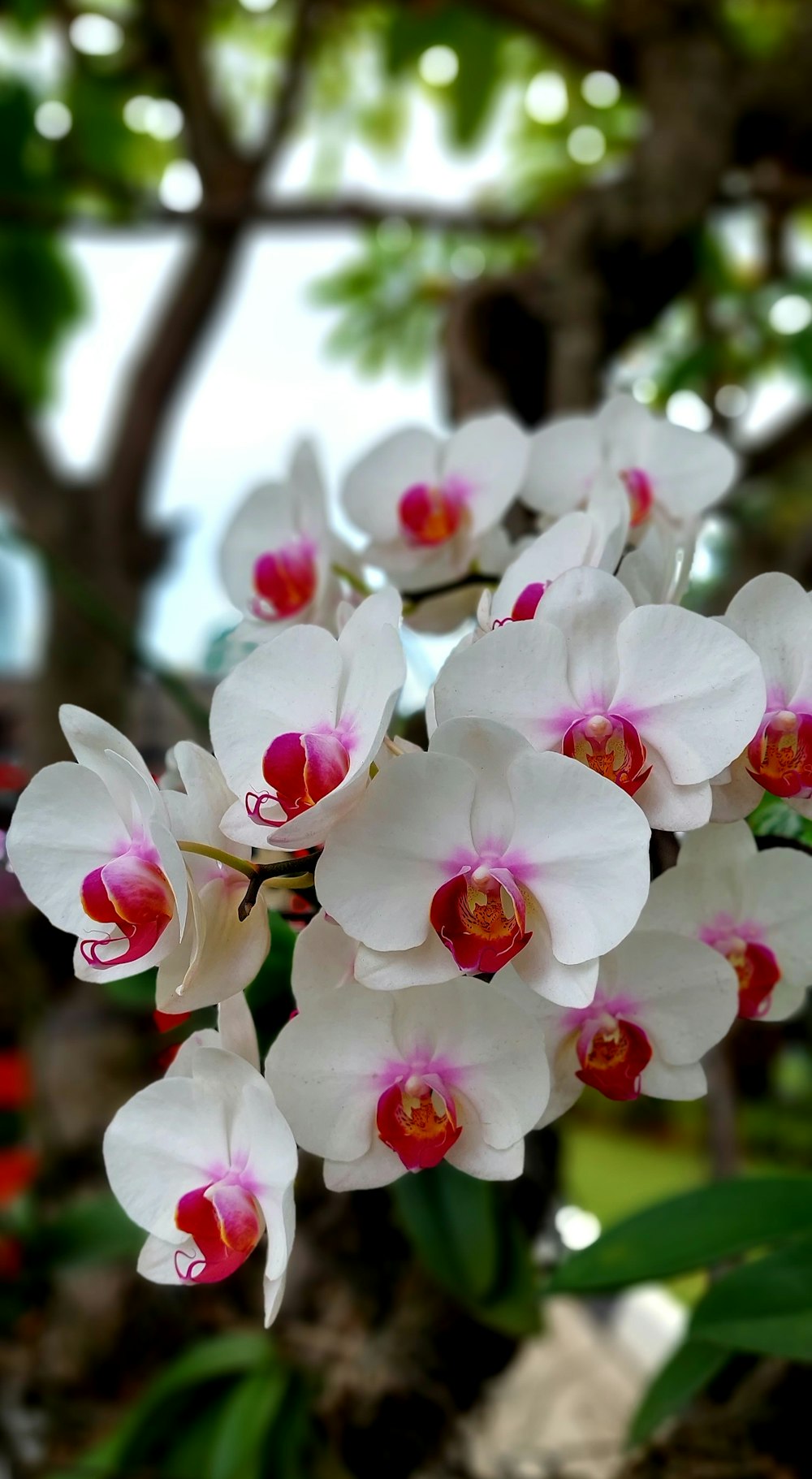 a bunch of white and red flowers on a tree