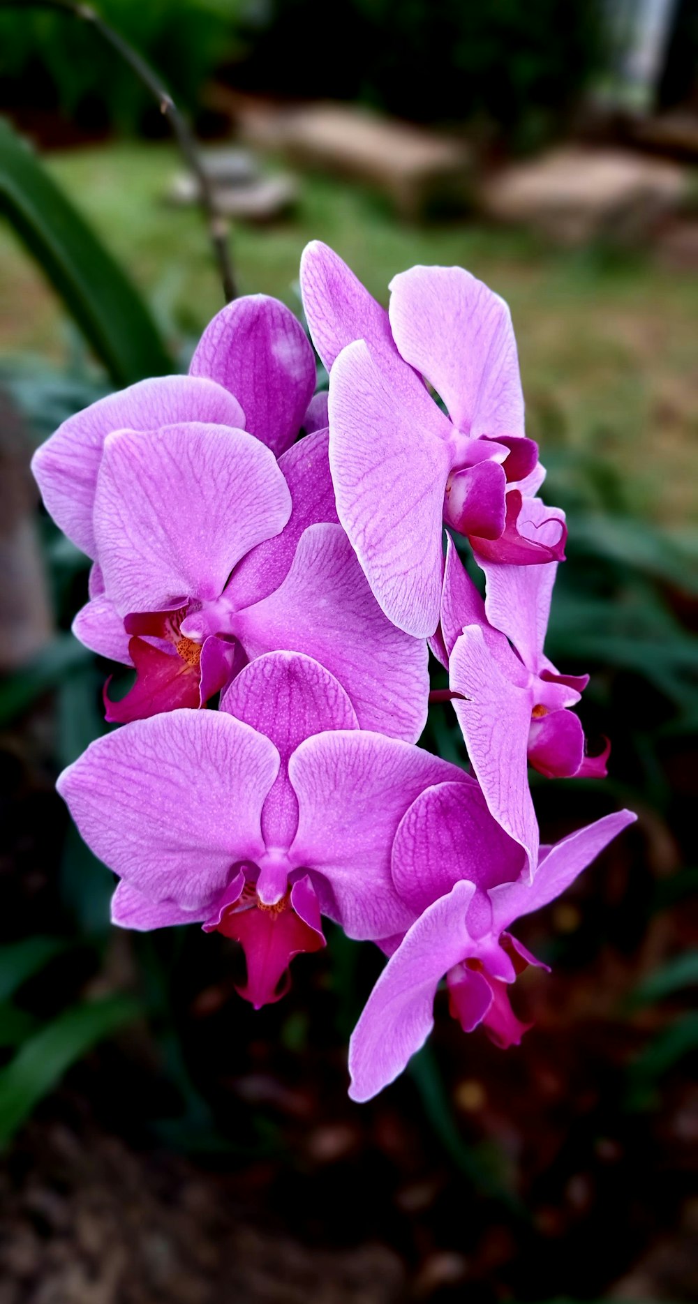 a close up of a purple flower with a blurry background