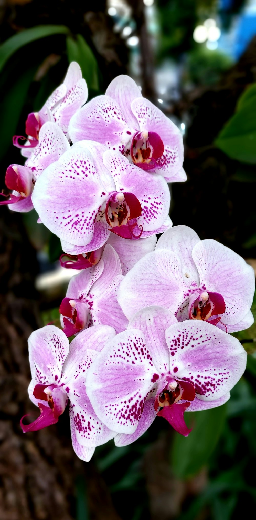 a close up of a pink and white flower