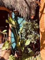 An outdoor setting featuring sisal mats beside potted plants.