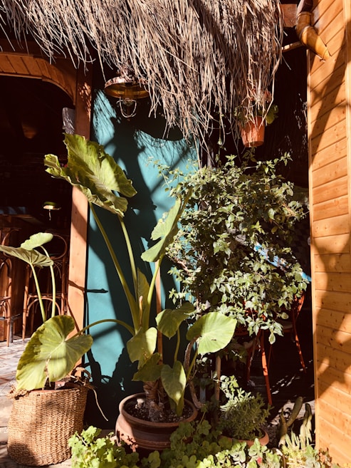 A vibrant outdoor scene featuring lush green plants in woven and ceramic pots. The setting includes a rustic wooden structure with a thatched roof, creating a tropical and natural aesthetic. The sunlight casts warm shadows, adding depth to the textures of the leaves and the surroundings.