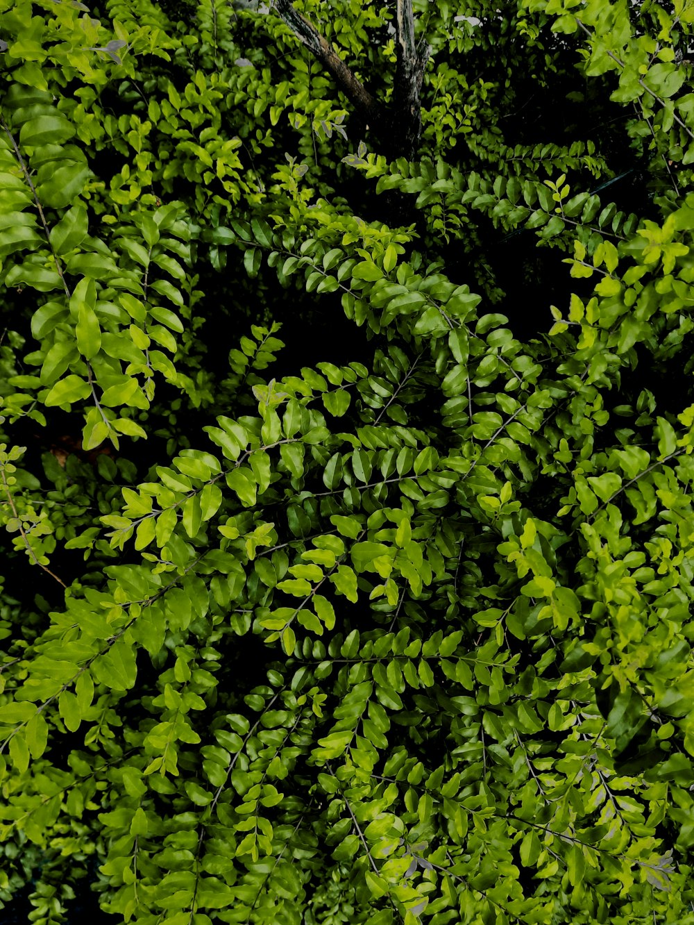 a close up of a green plant with lots of leaves