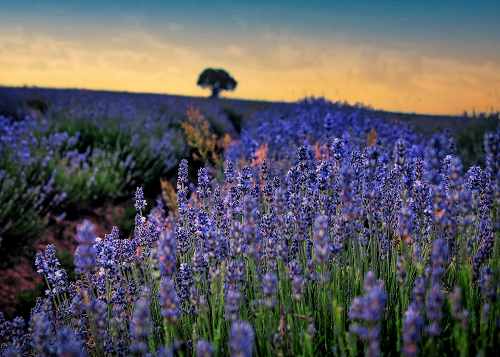 a field of lavender flowers with a lone tree in the distance