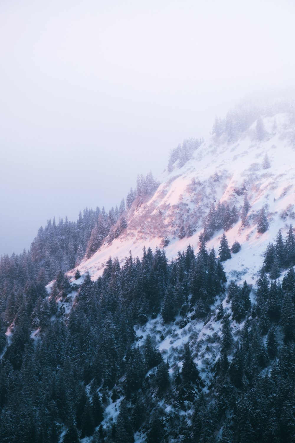 a mountain covered in snow with trees in the foreground