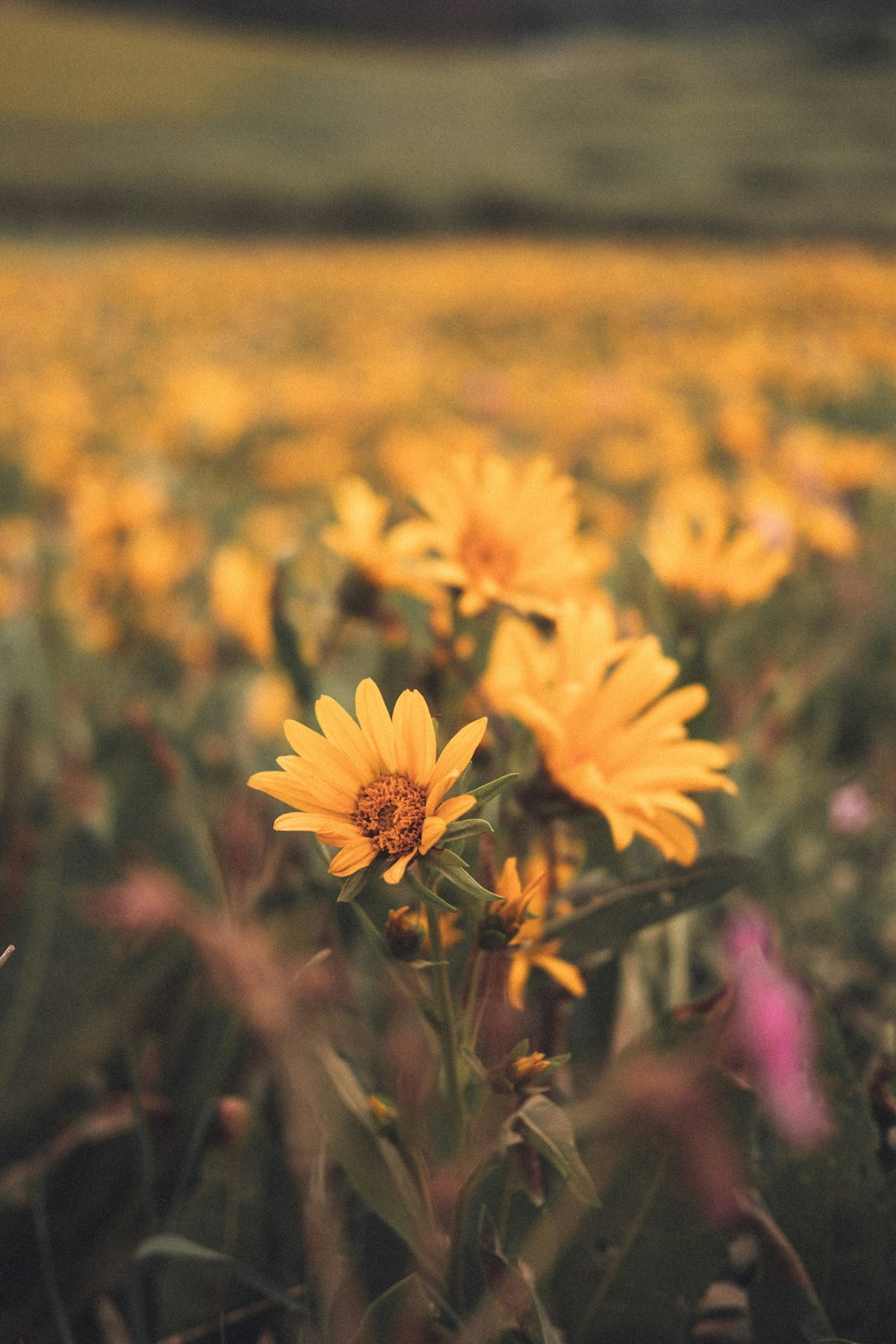 a field full of yellow flowers in the middle of the day