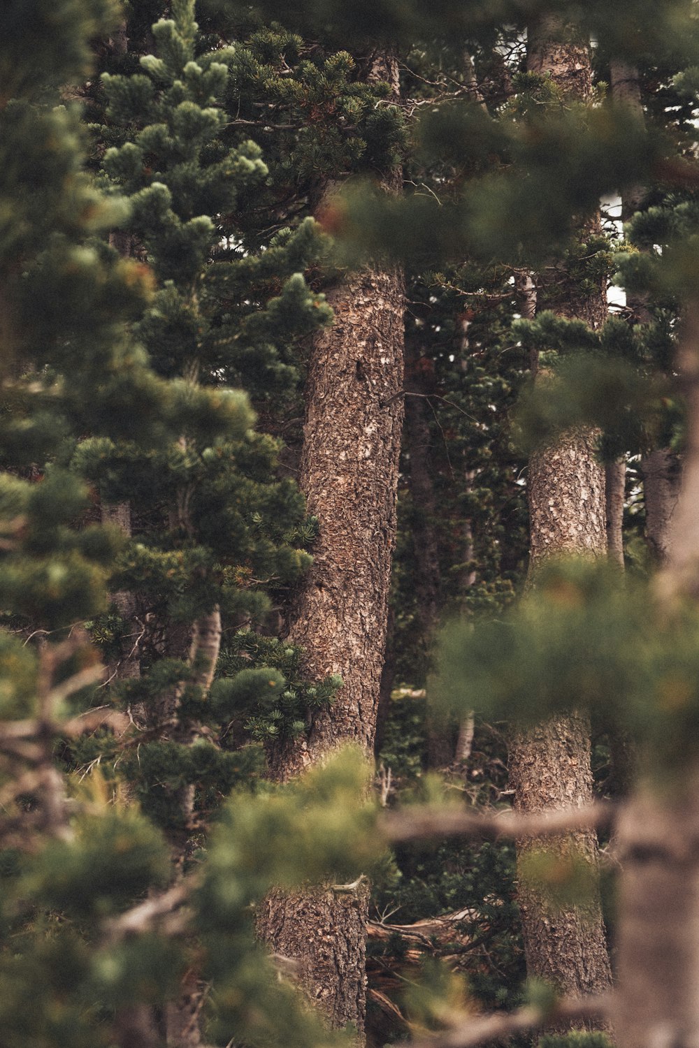 a bear is standing in the middle of a forest