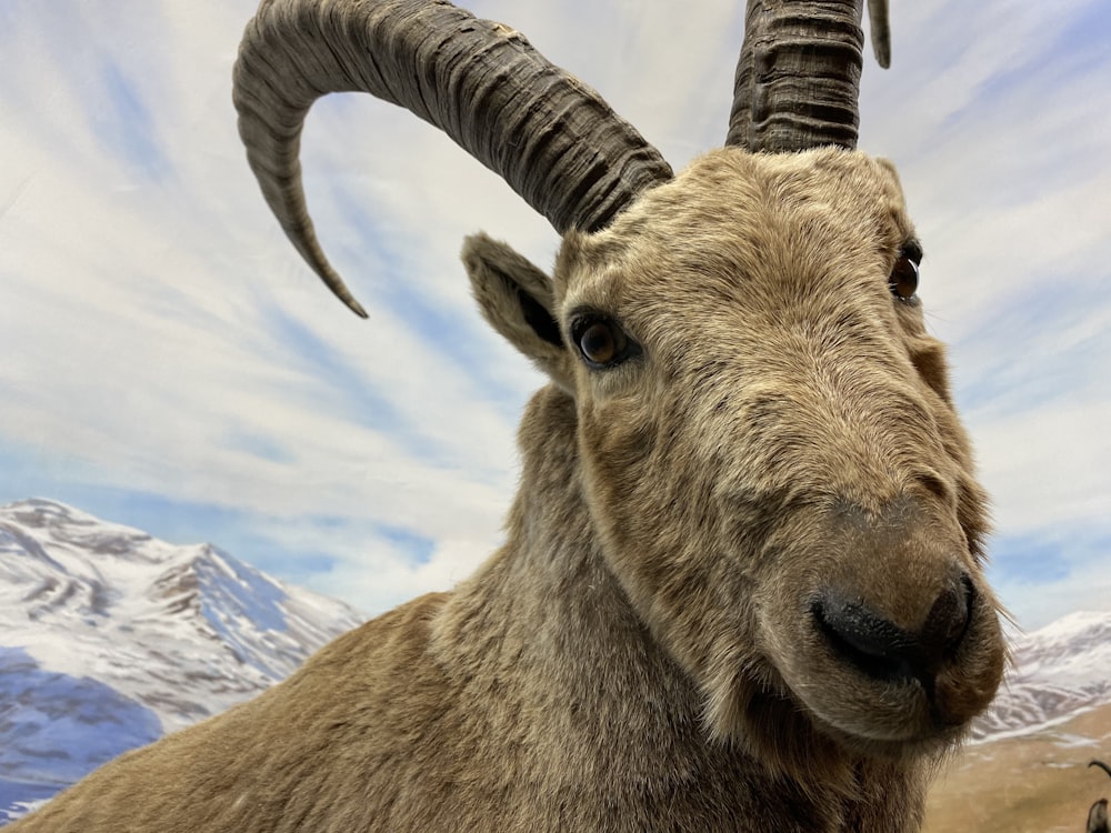 a goat with long horns standing in front of a mountain