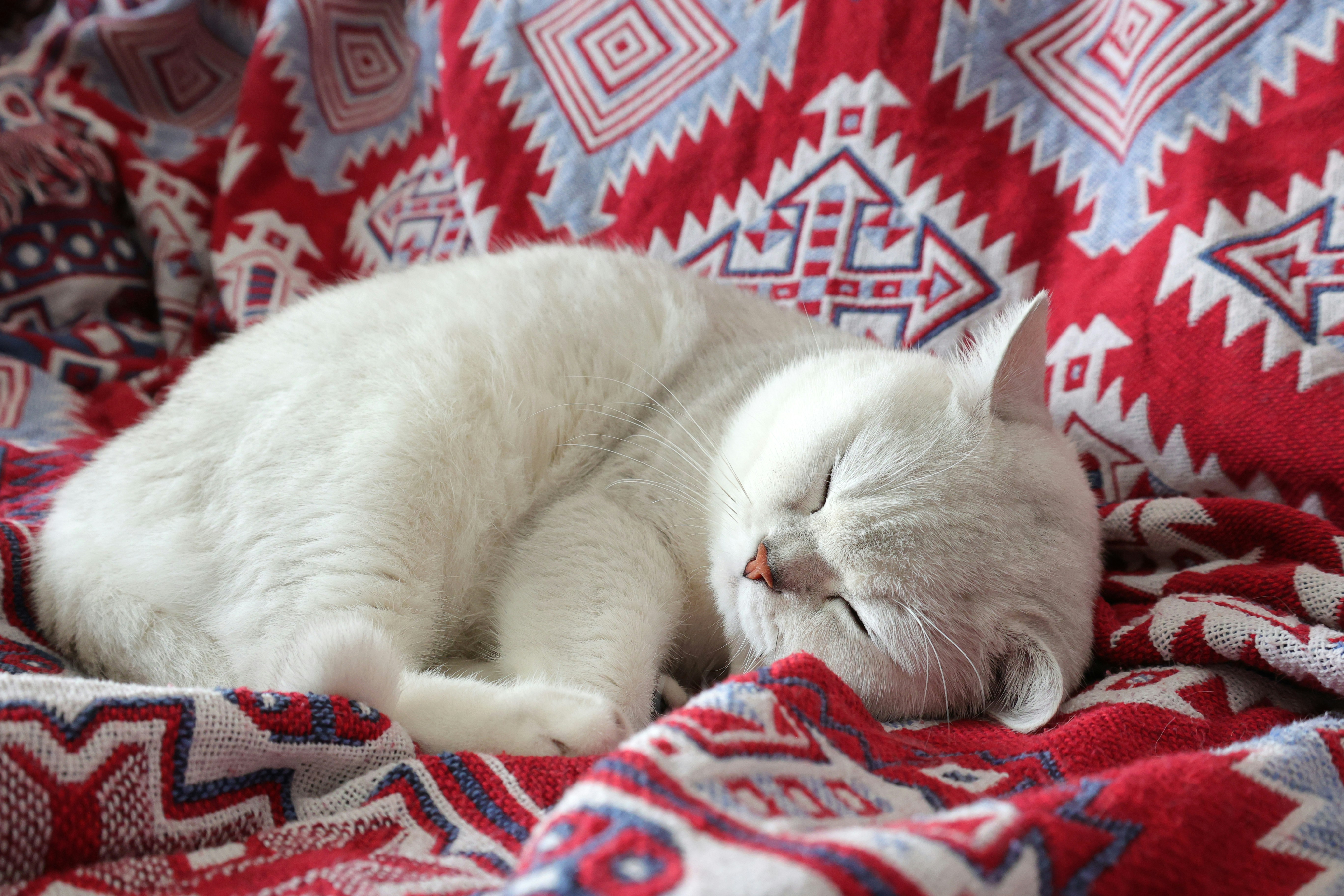 A white cat is sleeping on a blanket photo – Free Cat Image on Unsplash