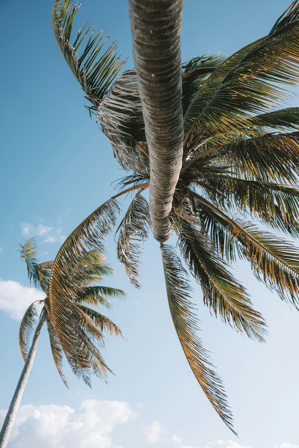 a palm tree blowing in the wind on a sunny day