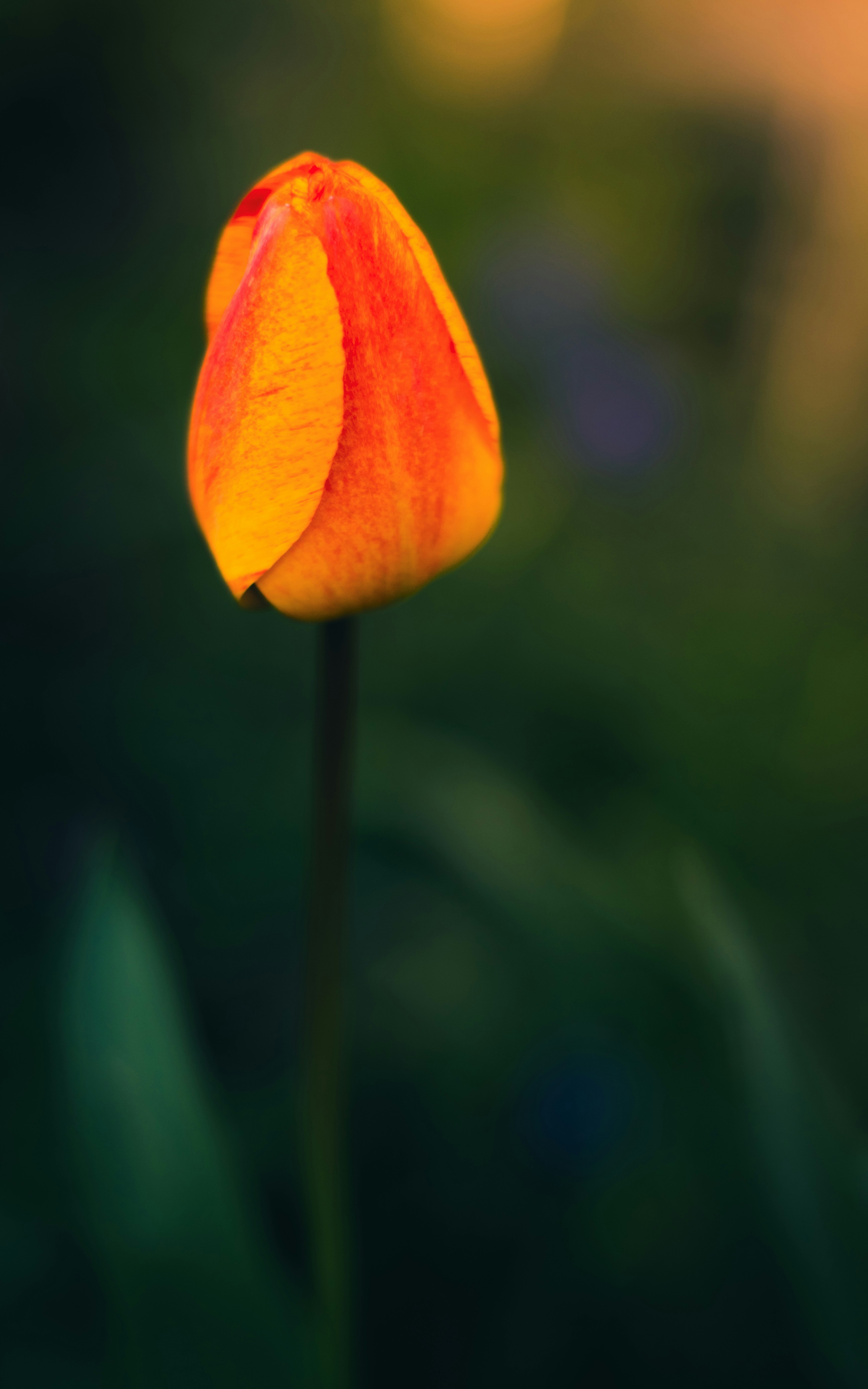 Photo by divyanksachdeva