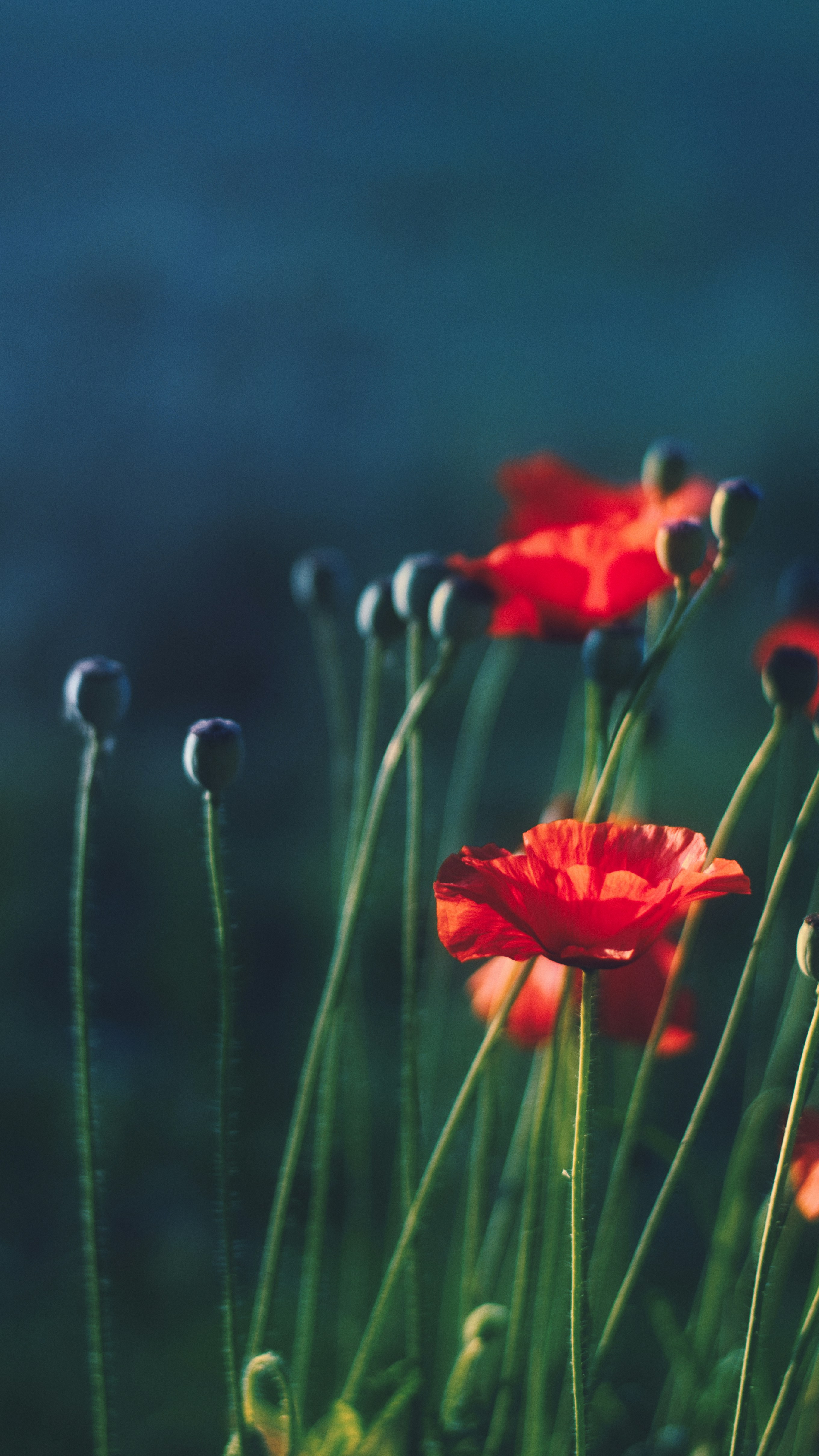 Photo by divyanksachdeva