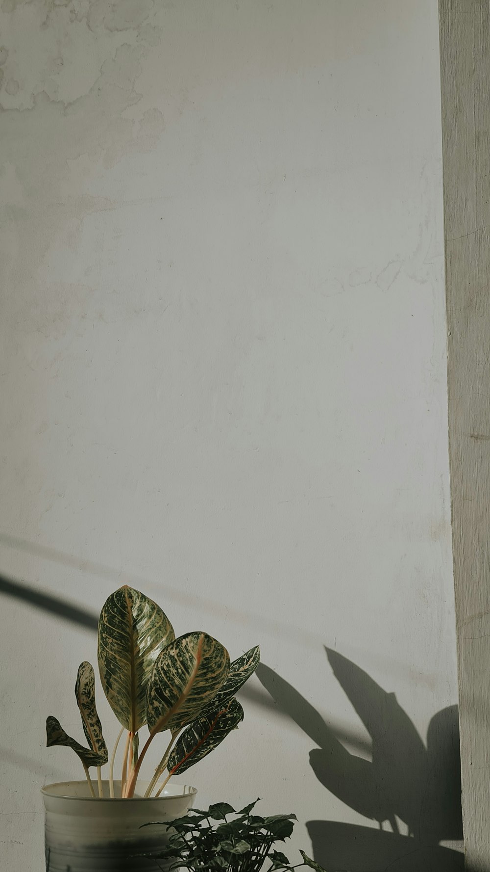 una pianta in vaso seduta accanto a un muro bianco