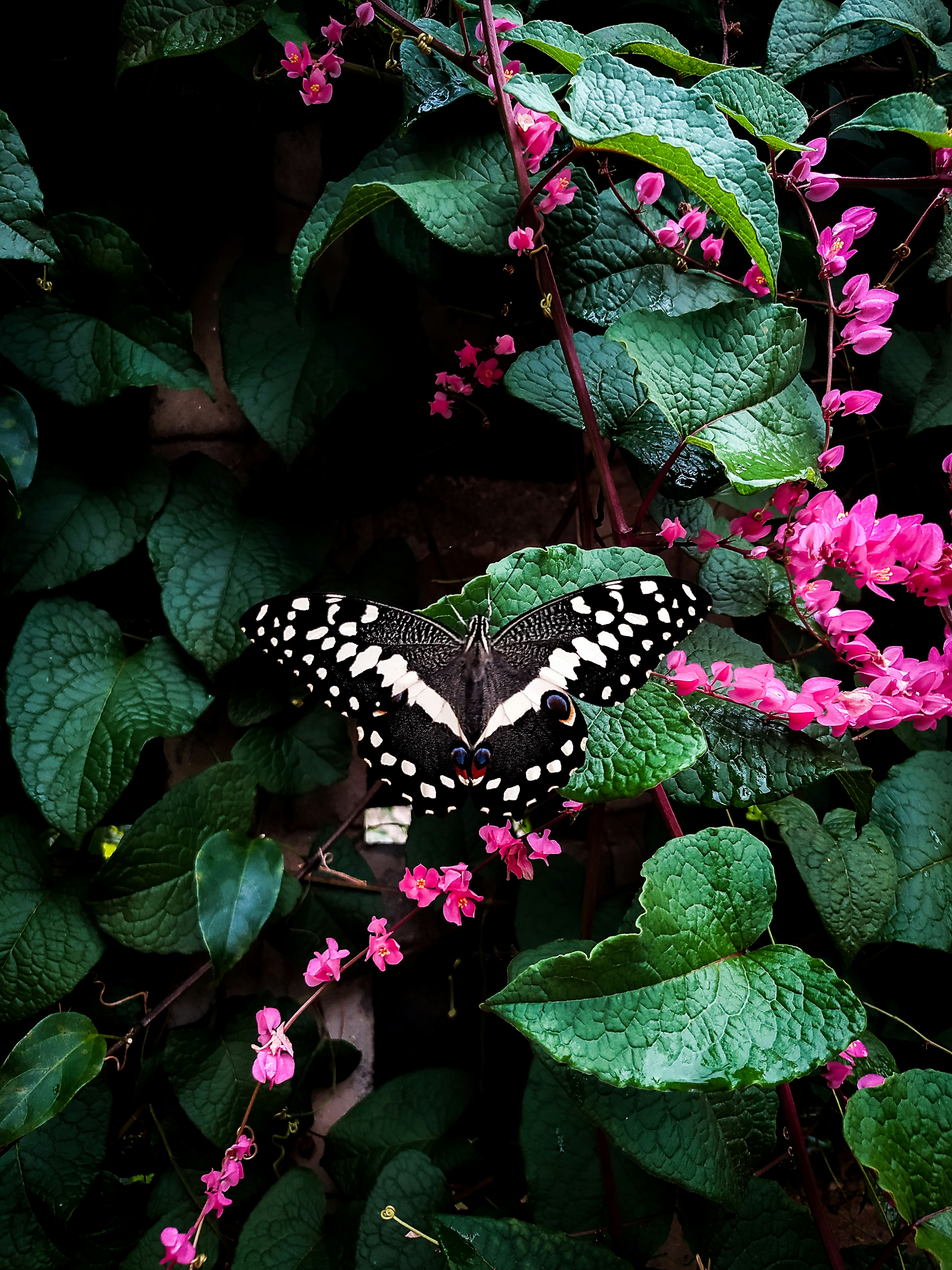 a black and white butterfly sitting on a pink flower