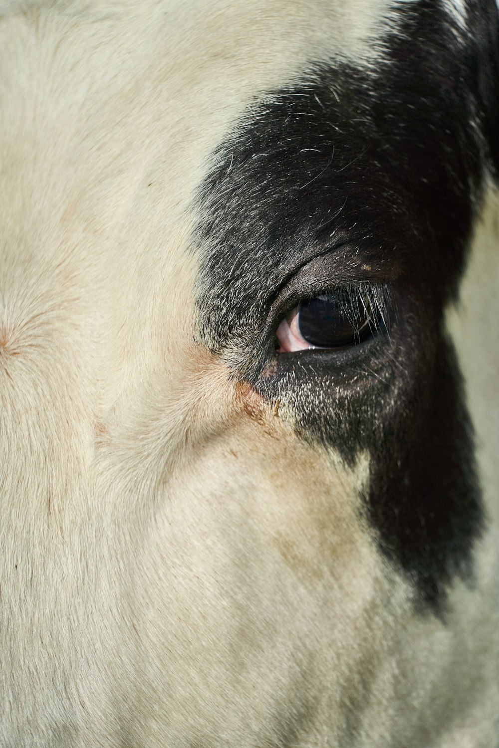 a close up of a black and white cow's eye