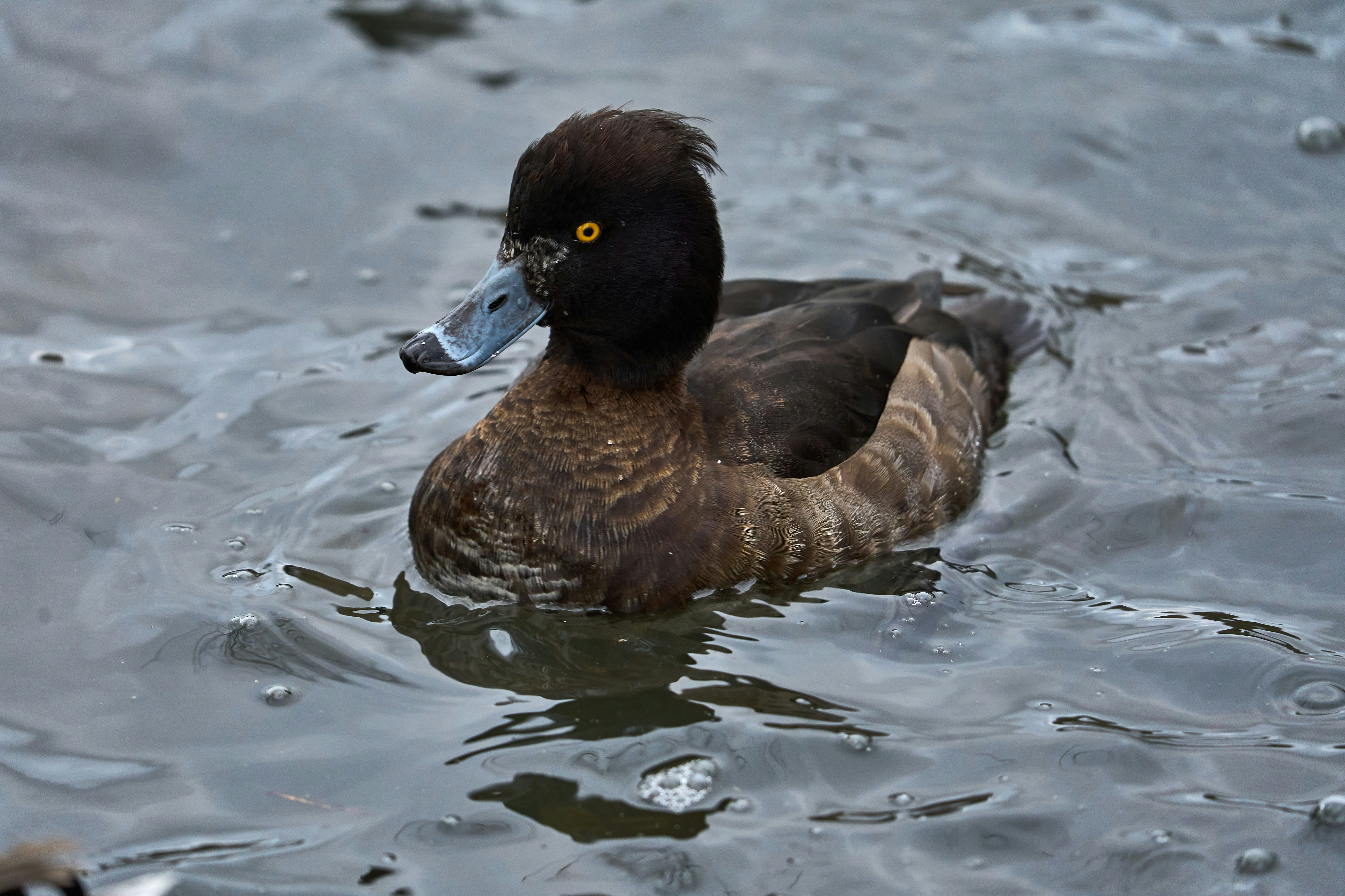 Photo by wolfgang_hasselmann